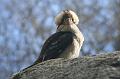 Kookaburra, Tindale Gardens IMG_6926